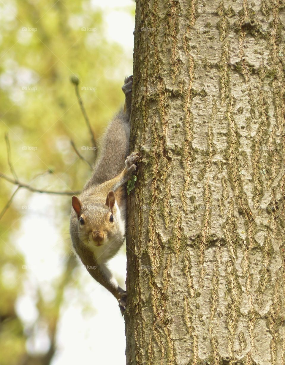 Squirrel on tree trunk