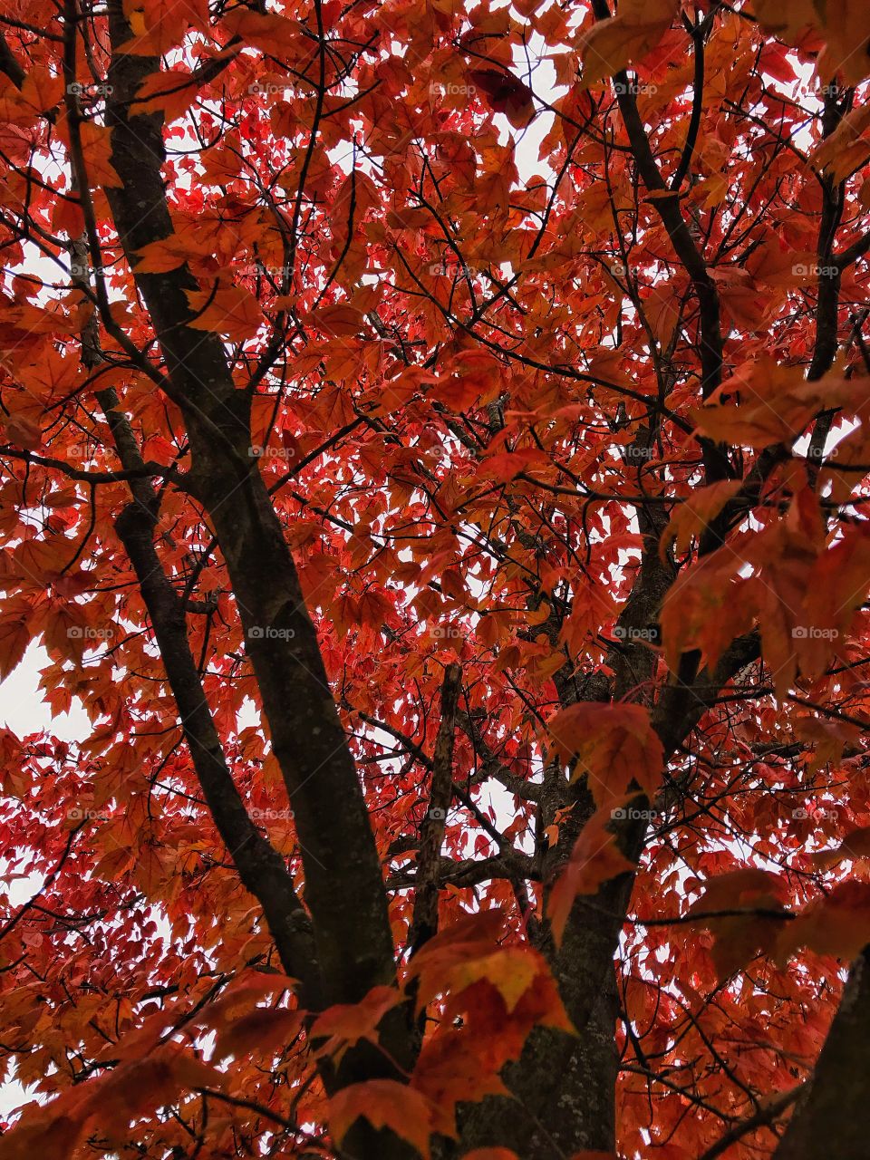 Tree changing its color in the fall—taken in Schererville, Indiana 