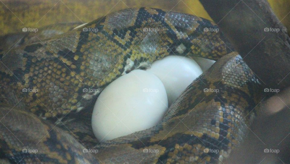 Snake Eggs