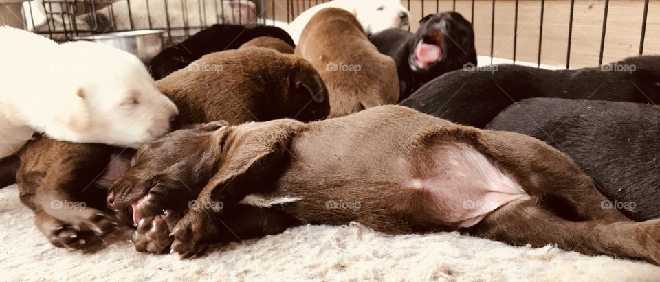 Pitt Bull/Chocolate Lab mix, week and a half old puppies. Cocoa is stretched out and resting hard. The only girl with 9 brothers. Girls rule! 