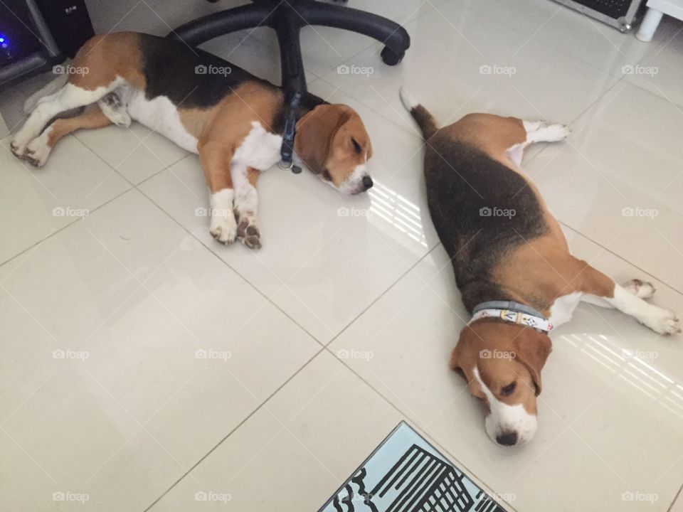 2 beagles are better than 1