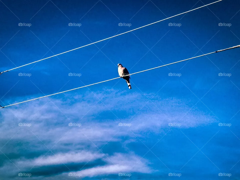 a pigeon.
