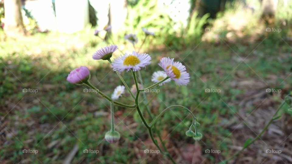 Nature, Flower, Flora, Summer, Garden