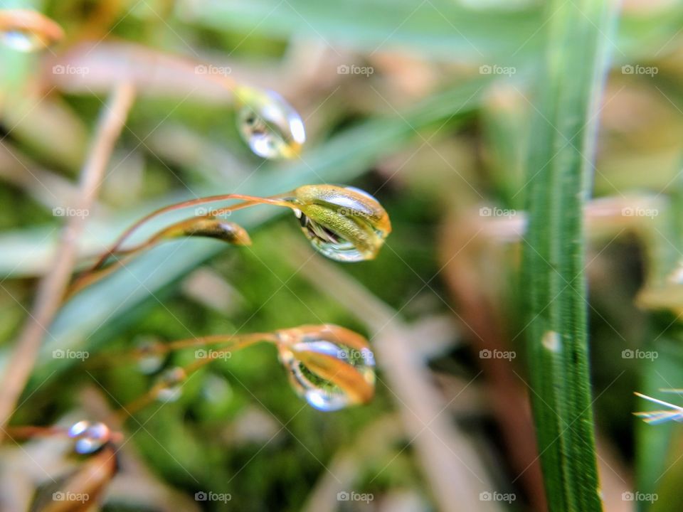 three water drops on tiny weeds