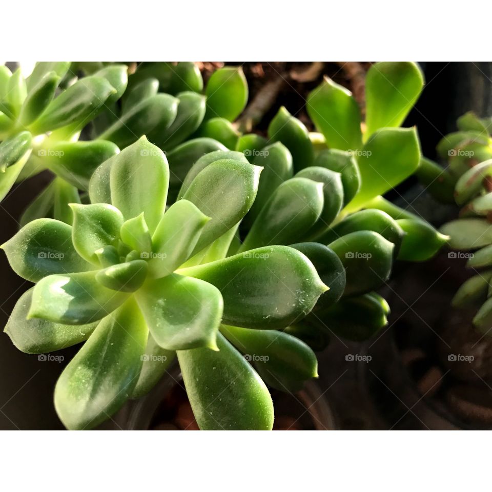 Succulent growth green plants close-up