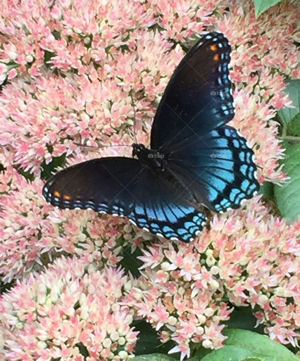 Black and Blue Butterfly 