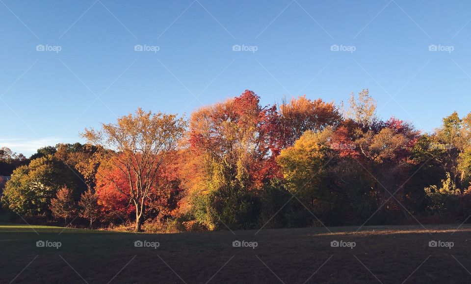 Treescape. Taken in Waltham, MA