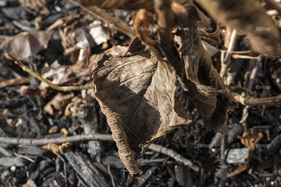 Close-up of dry leaf