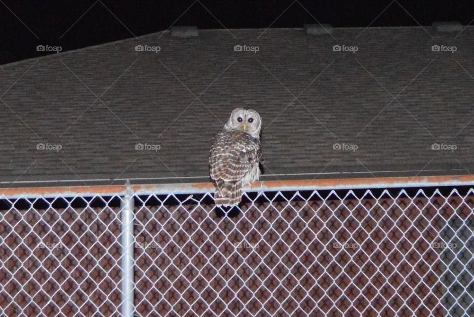owl on fence 2