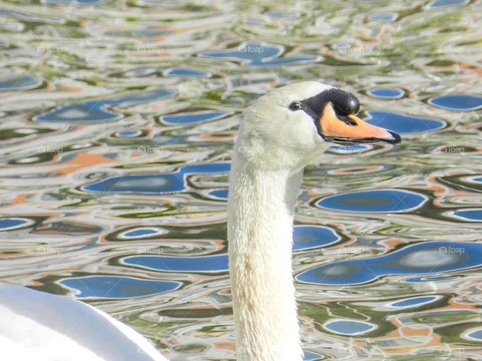 Wild swan in lake