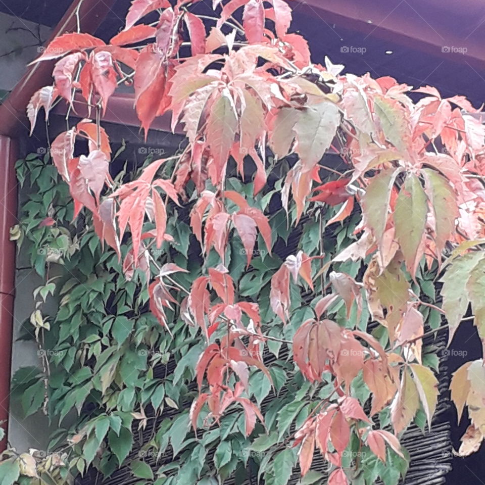 Virginia creeper with part of leaves autumn coloured