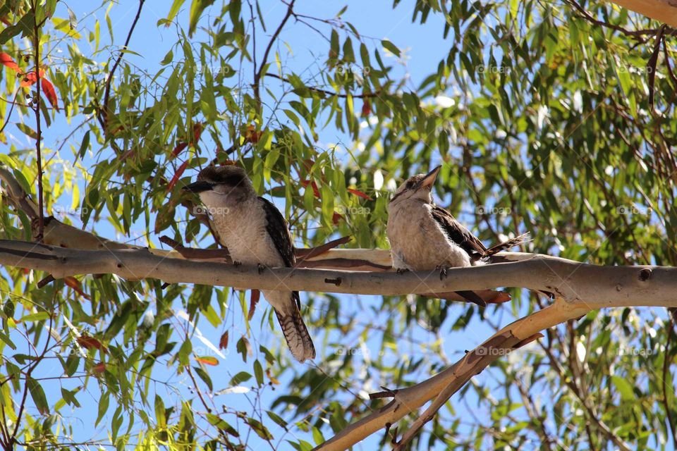 Two kookaburras resting in lovely green gumtree