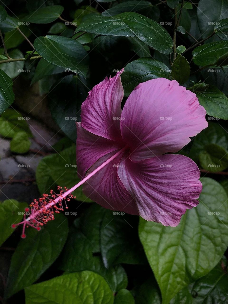 Hibiscus 