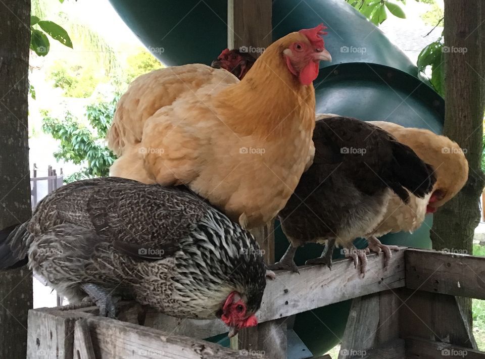 Chickens roosting