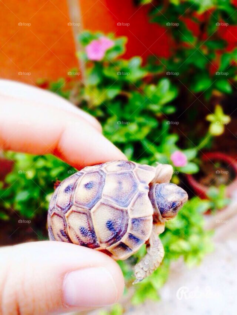 My Little Turtle..