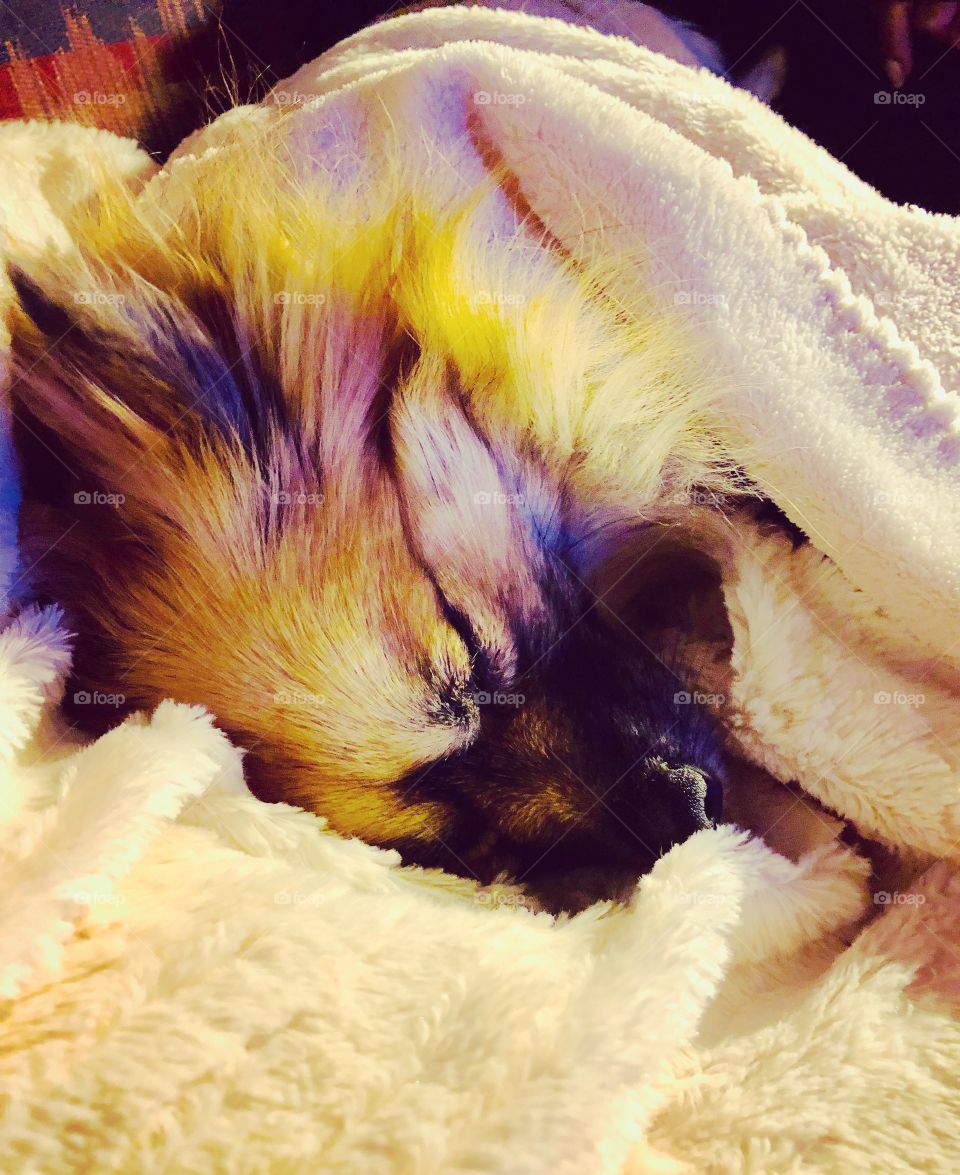 Just a pup and her blanket