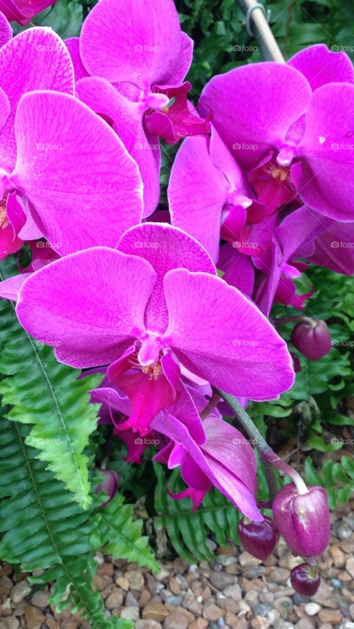 Pink Orchids