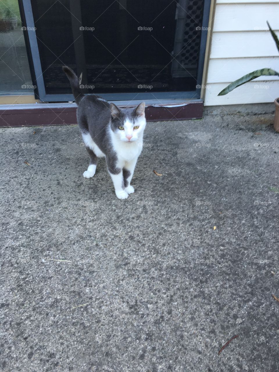 Cat standing on patio 