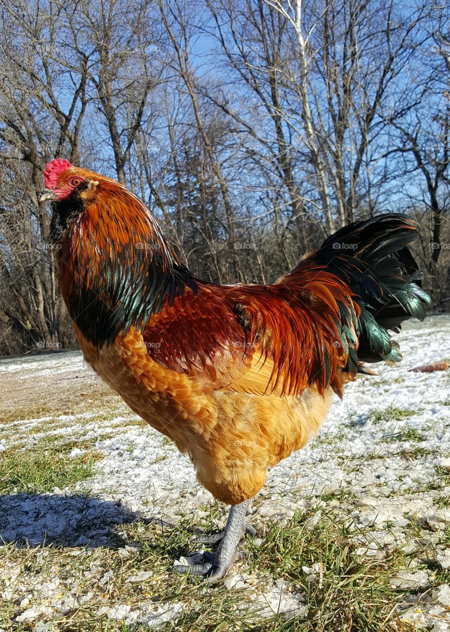 rooster portrait