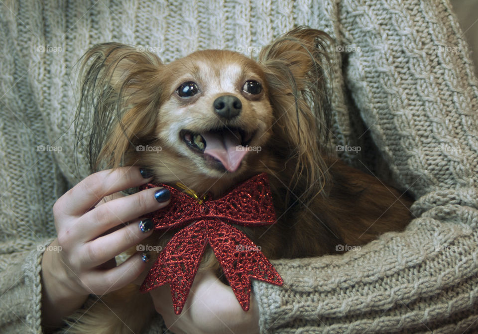 the girl is holding a dog