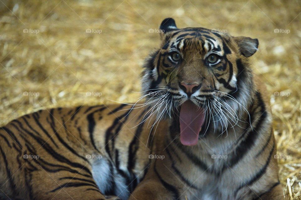 Tigress making funny face