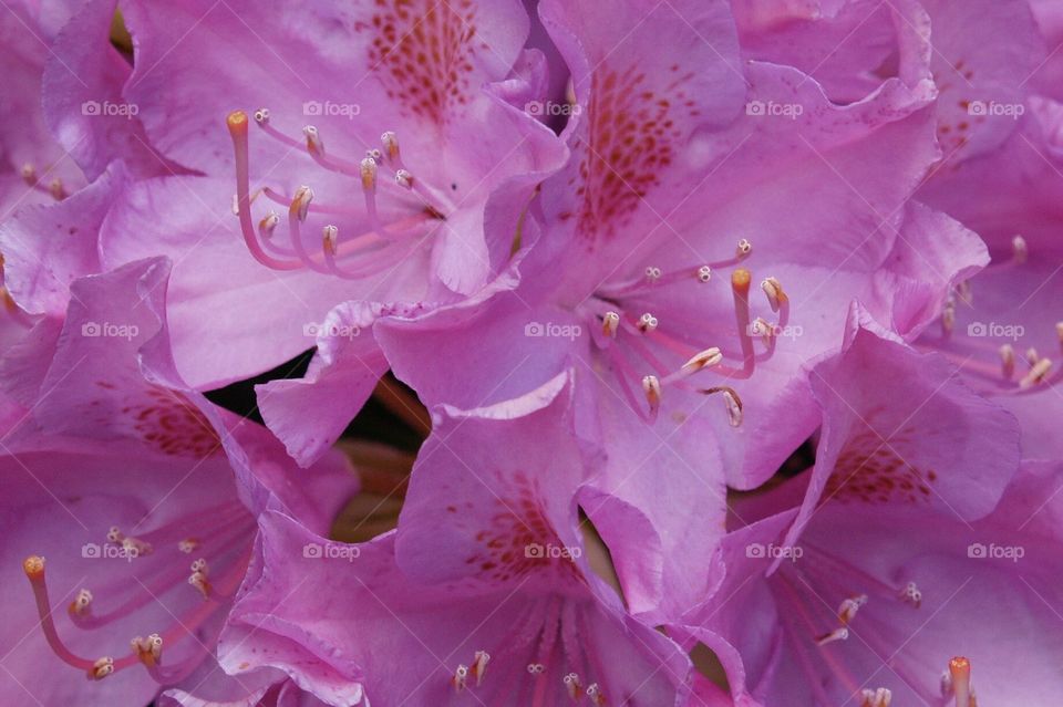 Rhododendrons 