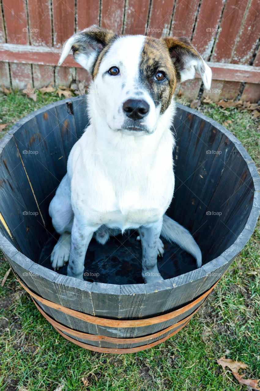 Puppy sitting in a barrel