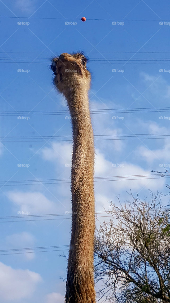 An ostrich in the zoo