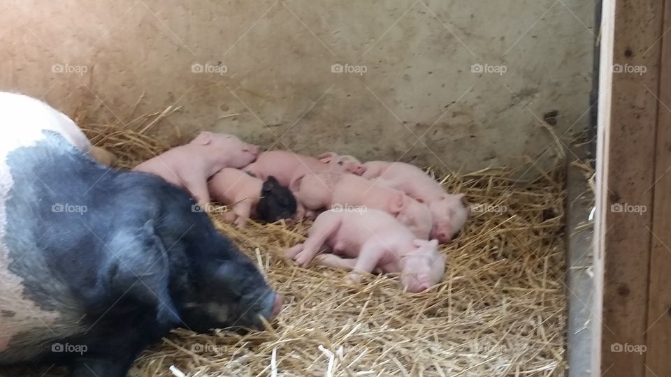pile of piggies. nearly new pigs, farm center, Kensington Metropark,  New Hudson, Michigan