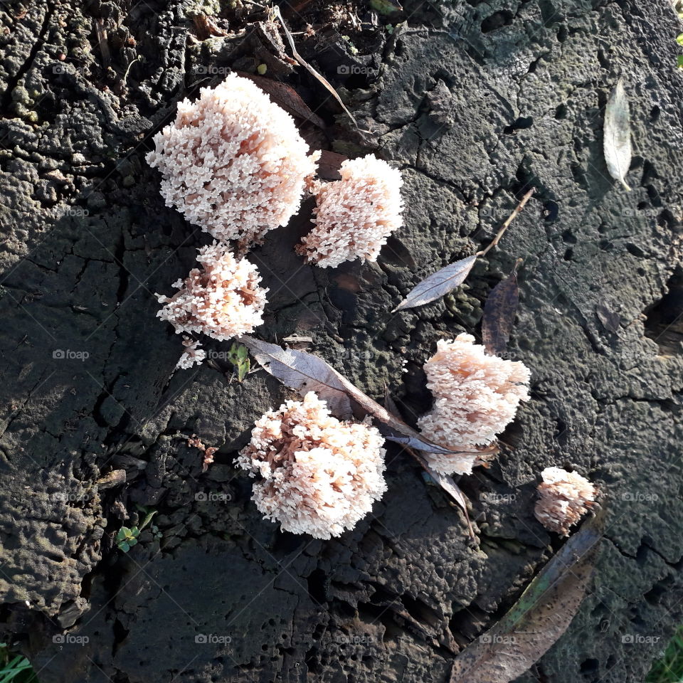 sunlit mushrooms on a cut stump in early morning