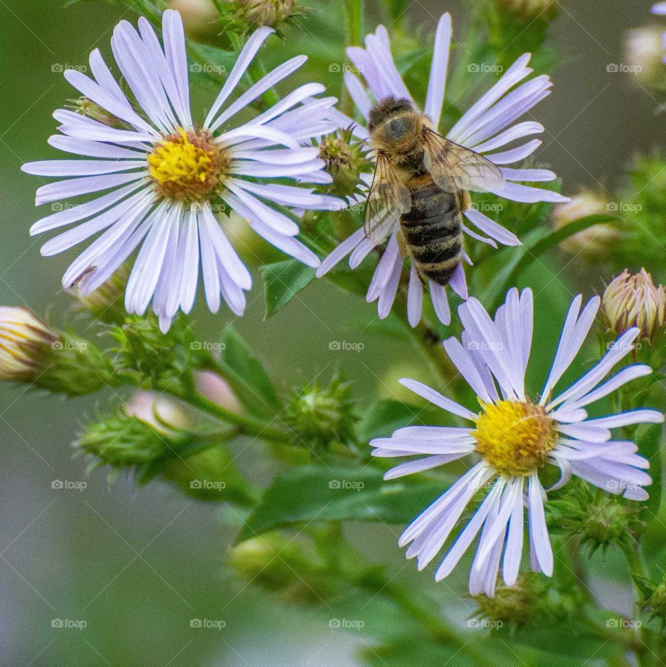 another bee hard at work