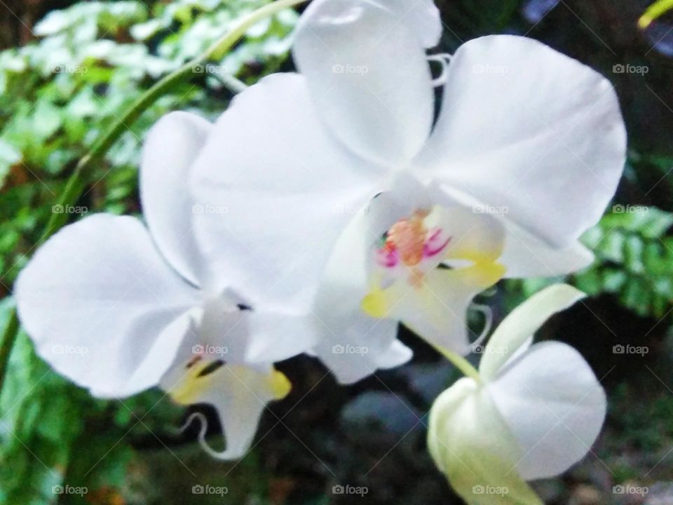 Sophisticated White Butterfly Orchids attractively blossoms.