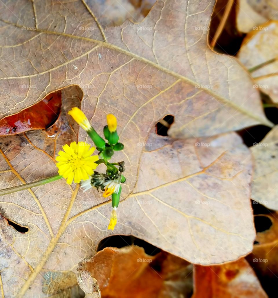 weed growing among the leaves during winter.