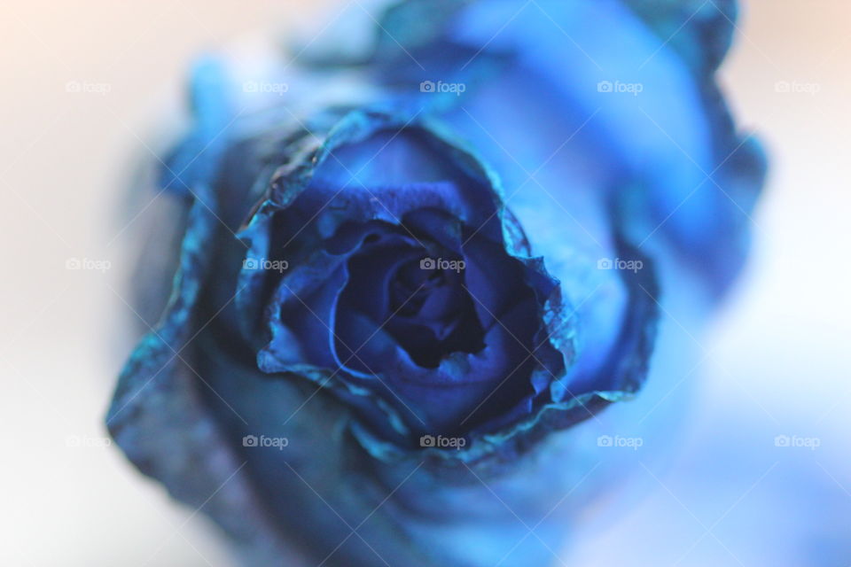 Blue rose