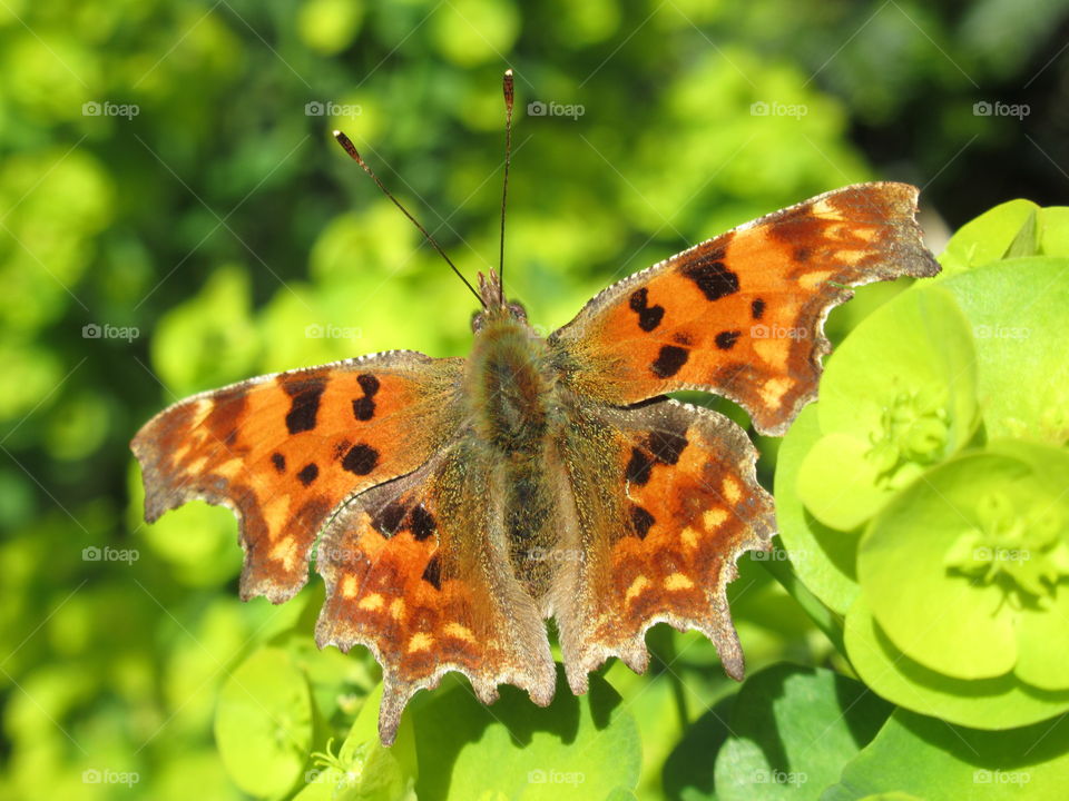 Comma butterfly also known as angelwings collecting nectar from lime green euthorbia🦋
