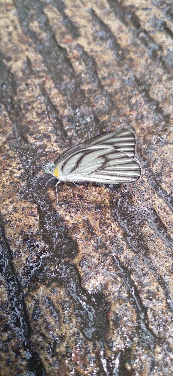 A white butterfly perched on a wet terrace