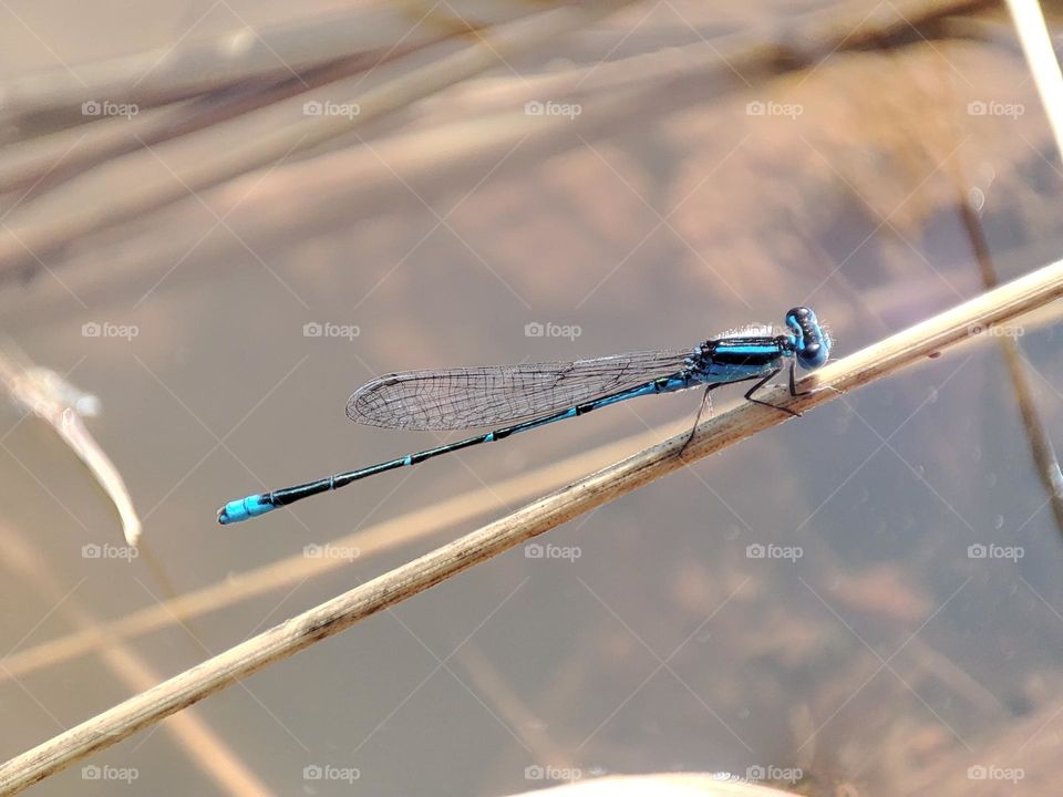Blue Dragonfly on the river
