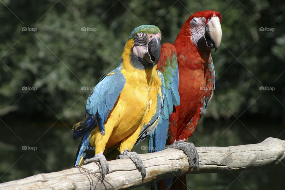 THE MACAUS AT SYDNEY TARONGA ZOO AUSTRALIA