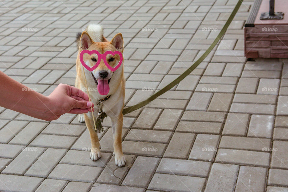 Shiba inu in heart shape glasses