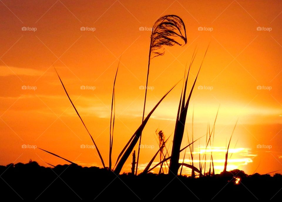Silhouette of reed grass