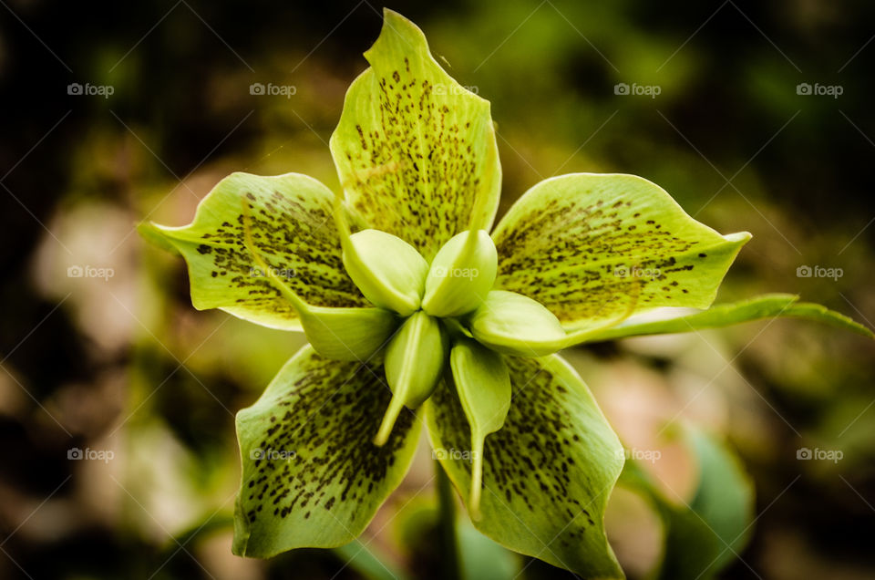 Green flower