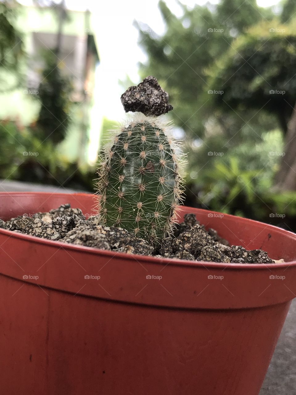 captus 🌵