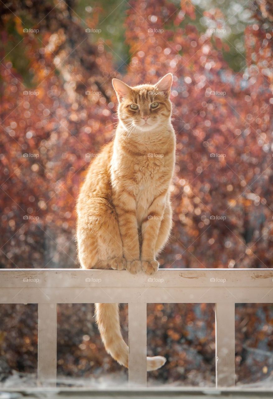 Autumn Cat