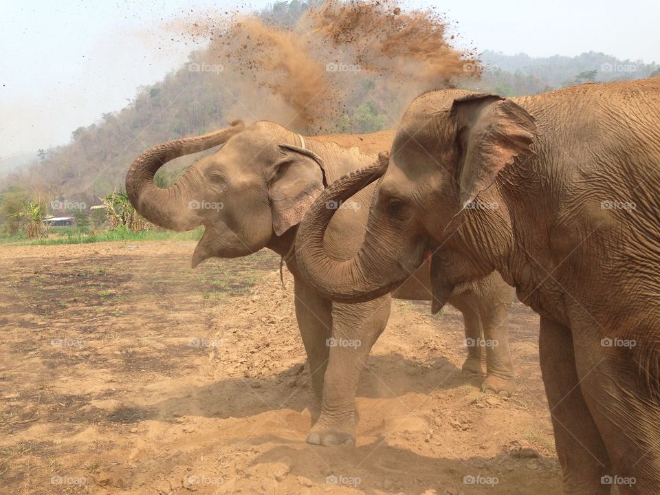 Elephants having fun throwing dirt in Thailand
