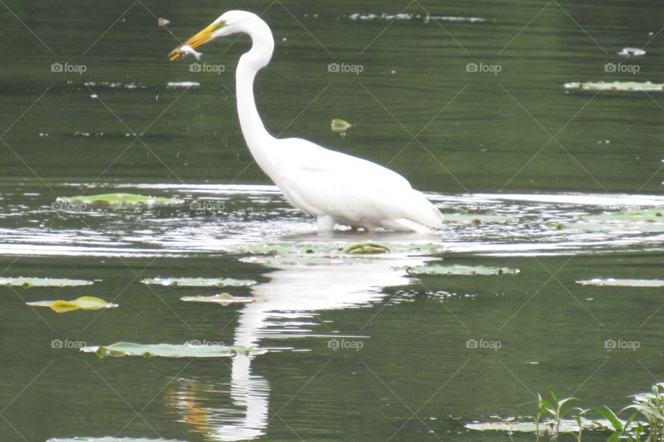 Egret caught fish