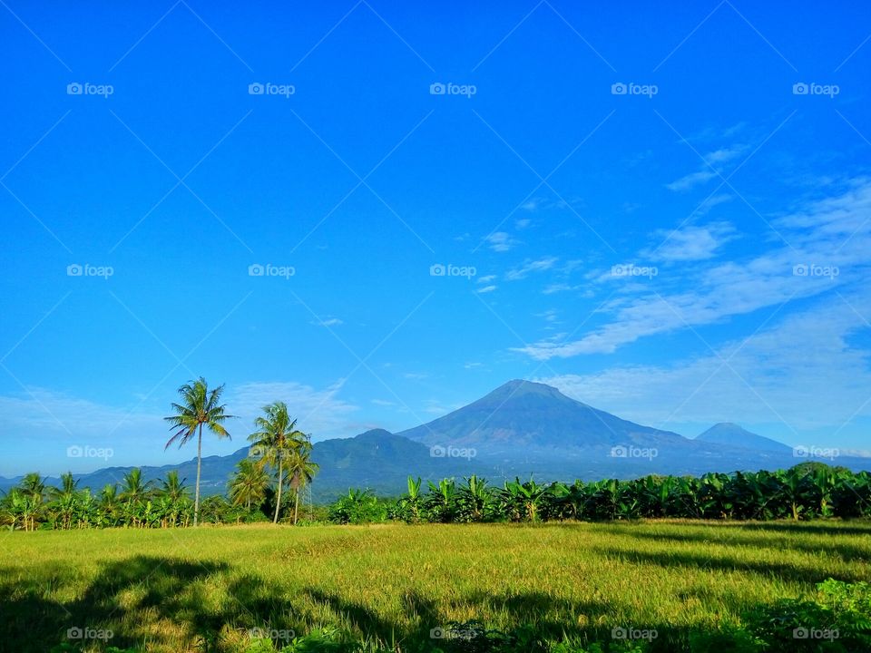 Beautiful View of Mount Sumbing
With the coconut trees and paddy field
Taken at Magelang, Central Java, Indonesia