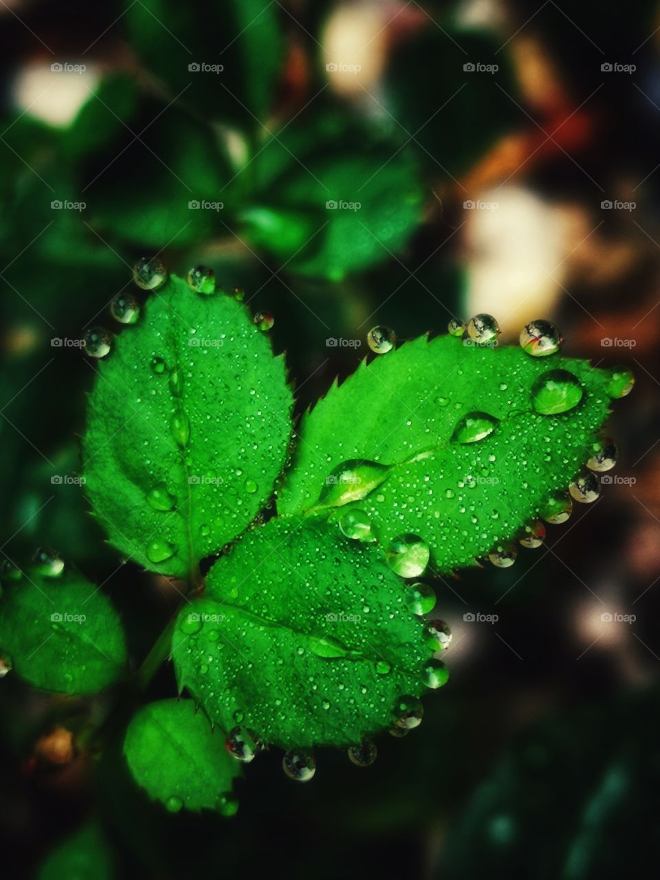 Rainy drops on the green leafs