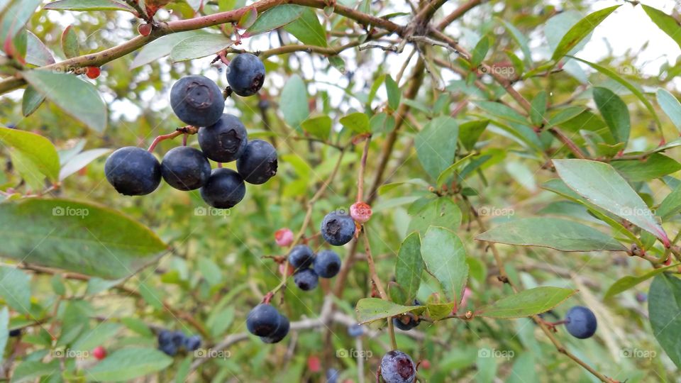 Leaf, Fruit, Nature, Summer, Berry