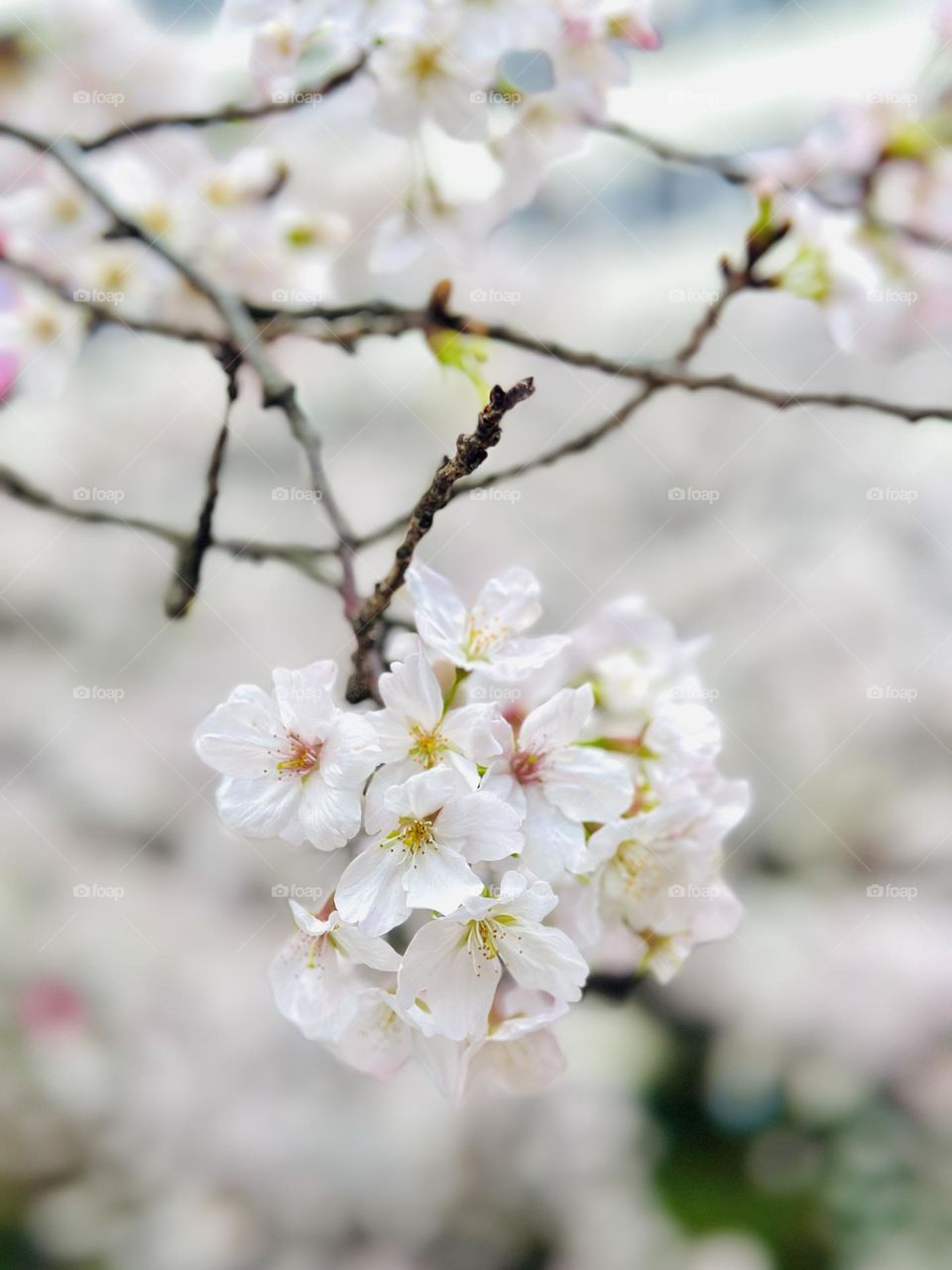 Close up shot to show the details of Sakura.