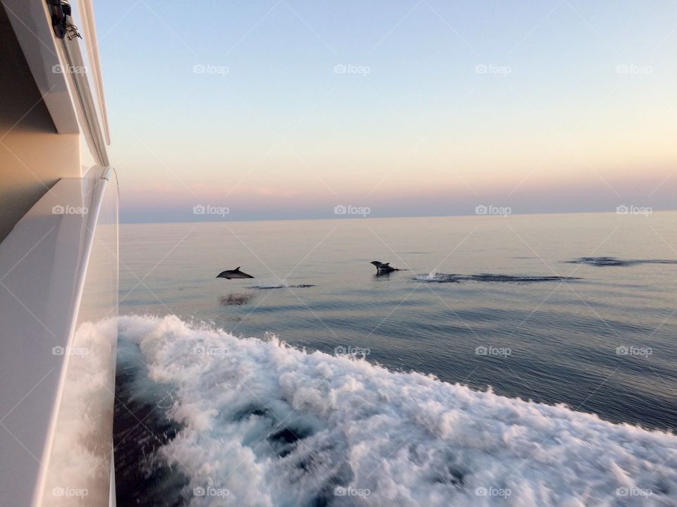 Dolphins coming to play